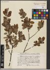 Foto von Salix aurita L. x Salix cinerea L.